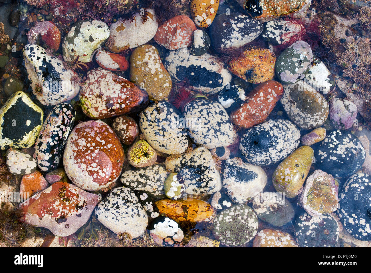 Ciottoli punteggiati pattern in una rock pool sul litorale di Northumberland Foto Stock