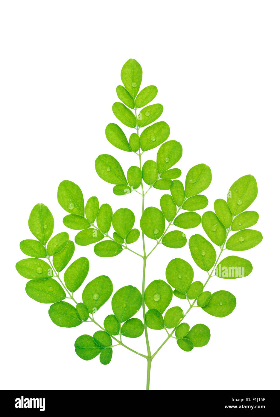 Moringa Oleifera lascia isolati su sfondo bianco Foto Stock