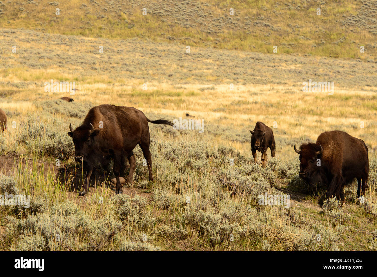 Immagini della Buffalo mandria da Hayden Valley, nel Parco Nazionale di Yellowstone, WY. Foto Stock