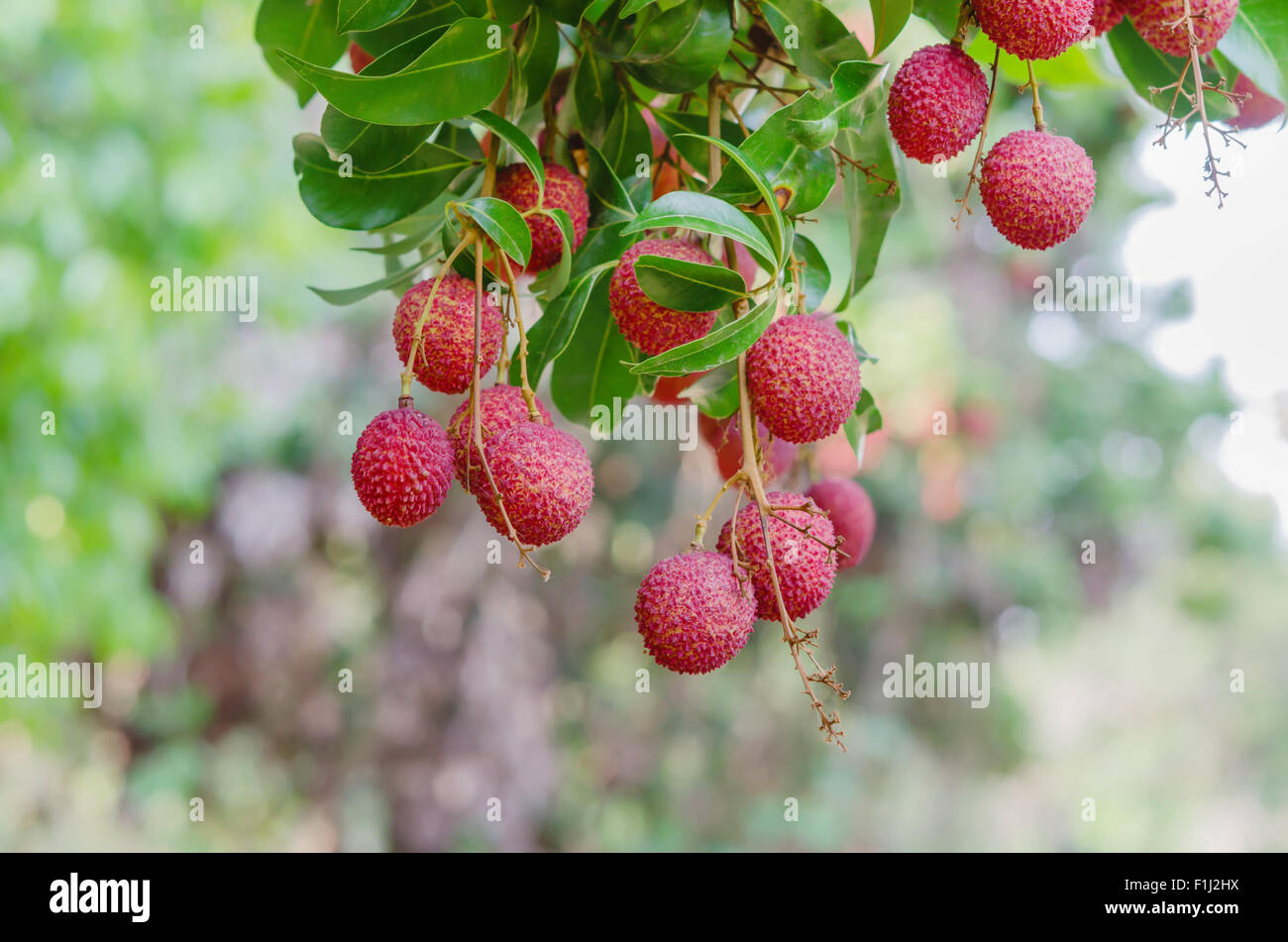 Litchi freschi su albero di litchi Orchard Foto Stock