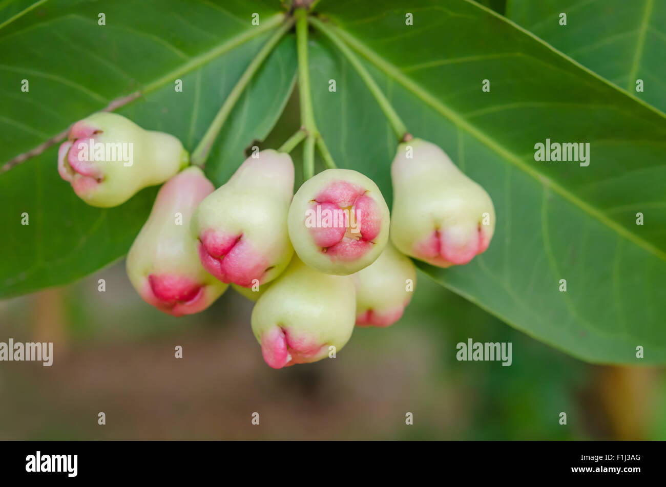 Rose mele o chomphu su albero in Orchard Foto Stock