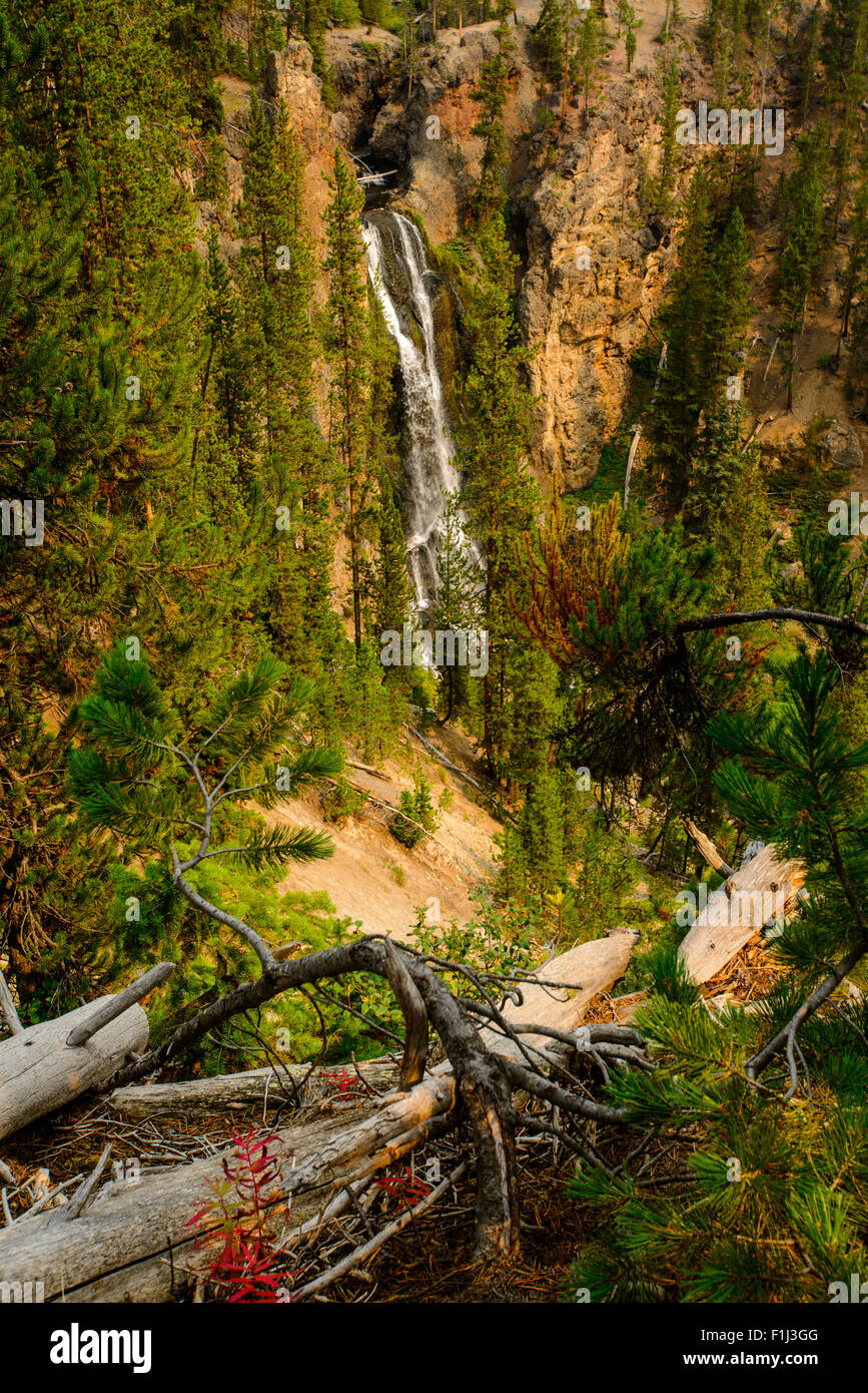 Tra gli alberi che crescono sulle pareti del Grand Canyon del fiume Yellowstone c'è una cascata Foto Stock