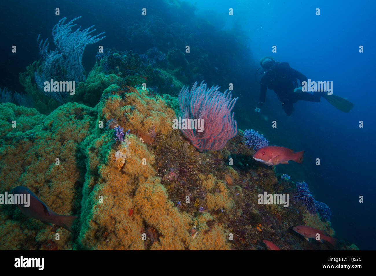 Un subacqueo con ventilatore di mare e sheephead in una zona marina protetta della California Foto Stock