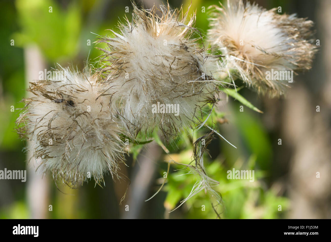 Thistle giù Foto Stock