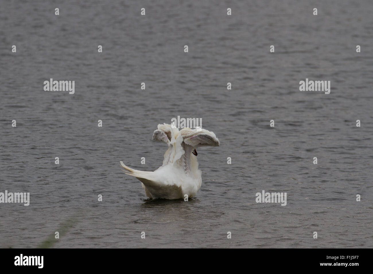 Grazioso swan con ali sollevato Foto Stock