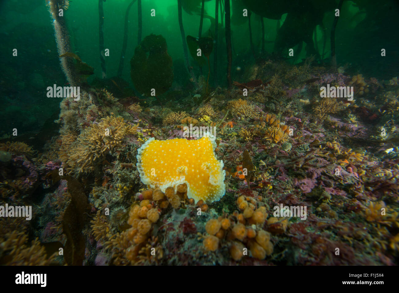 Un grande scorza di limone nudibranch Tochuina gigantea su di una scogliera rocciosa in Alaska Foto Stock