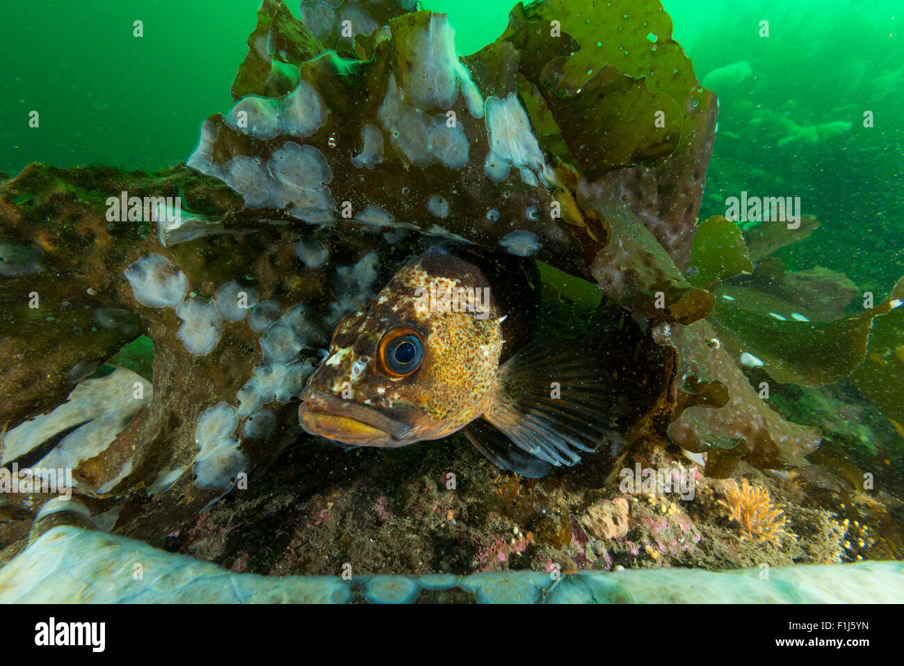 Un pesce quillback Sebastes maliger si nasconde tra le alghe in Alaska Foto Stock