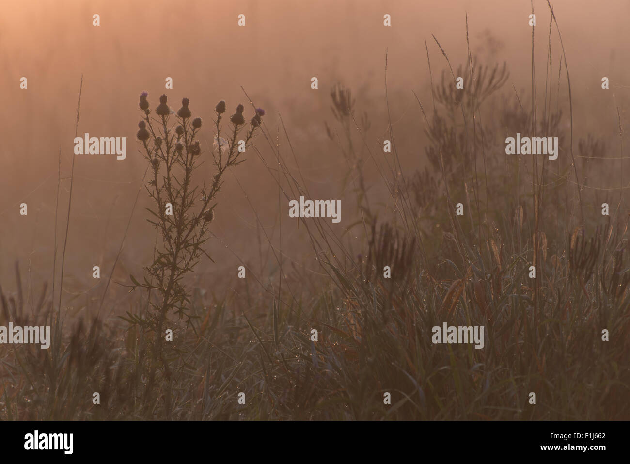 La silhouette di un fiore di cardo e altre piante di acquitrini nelle prime ore del mattino, bagliore arancione a coperto nebbia marsh. Foto Stock