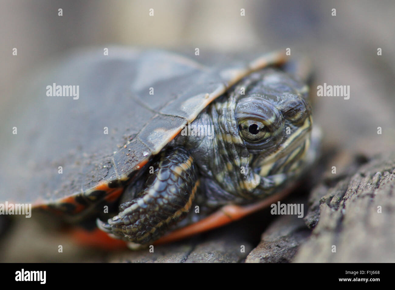 Un ritratto di un arrabbiato cercando baby Midland dipinto di tartaruga (Chrysemys picta marginata) faccia. Foto Stock