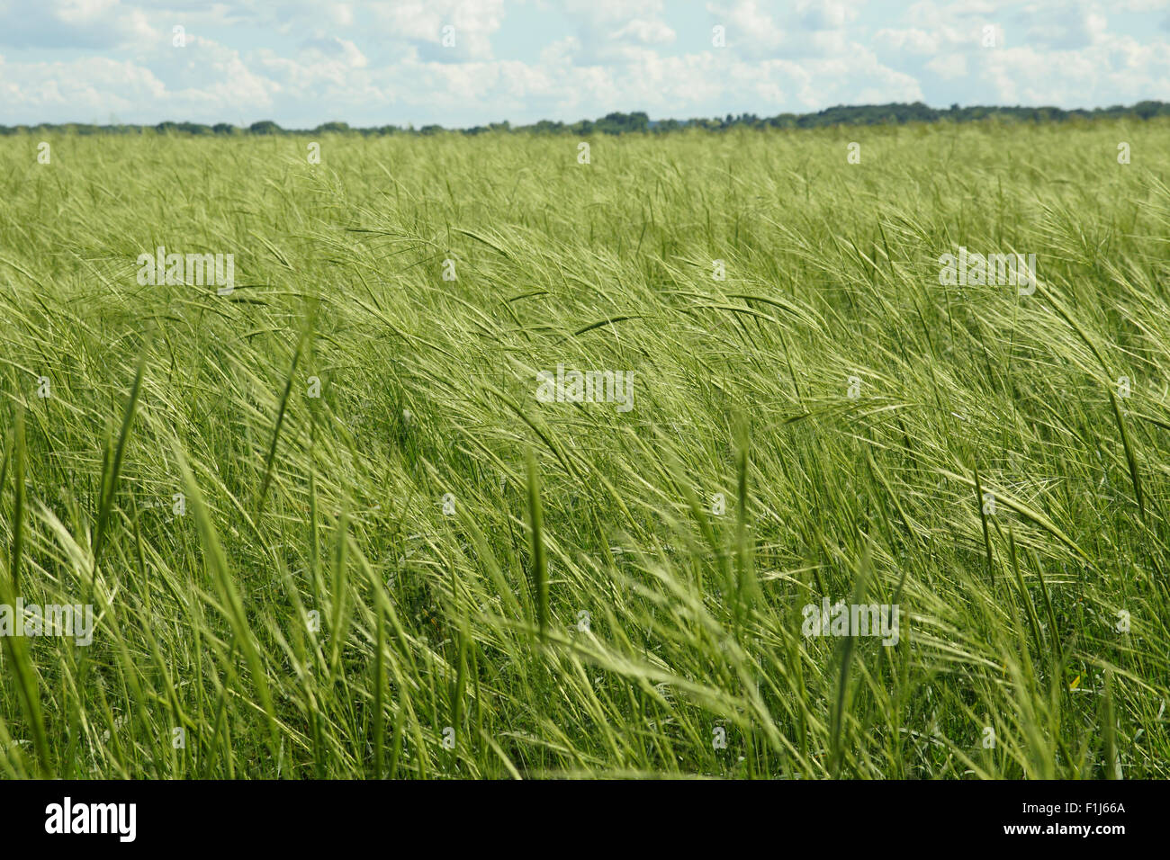 Una fitta e sano riso selvatico (Zizania spp.) al vento pronto per il raccolto. Foto Stock