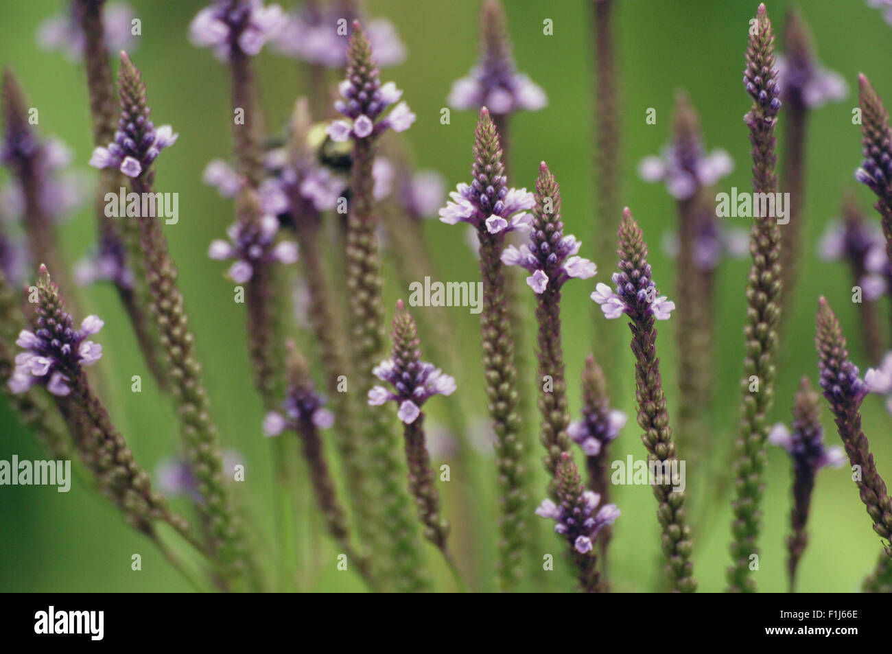 Close-up di Blue Vervain (Verbena hastate) una zona umida viola di fiori selvaggi. Foto Stock