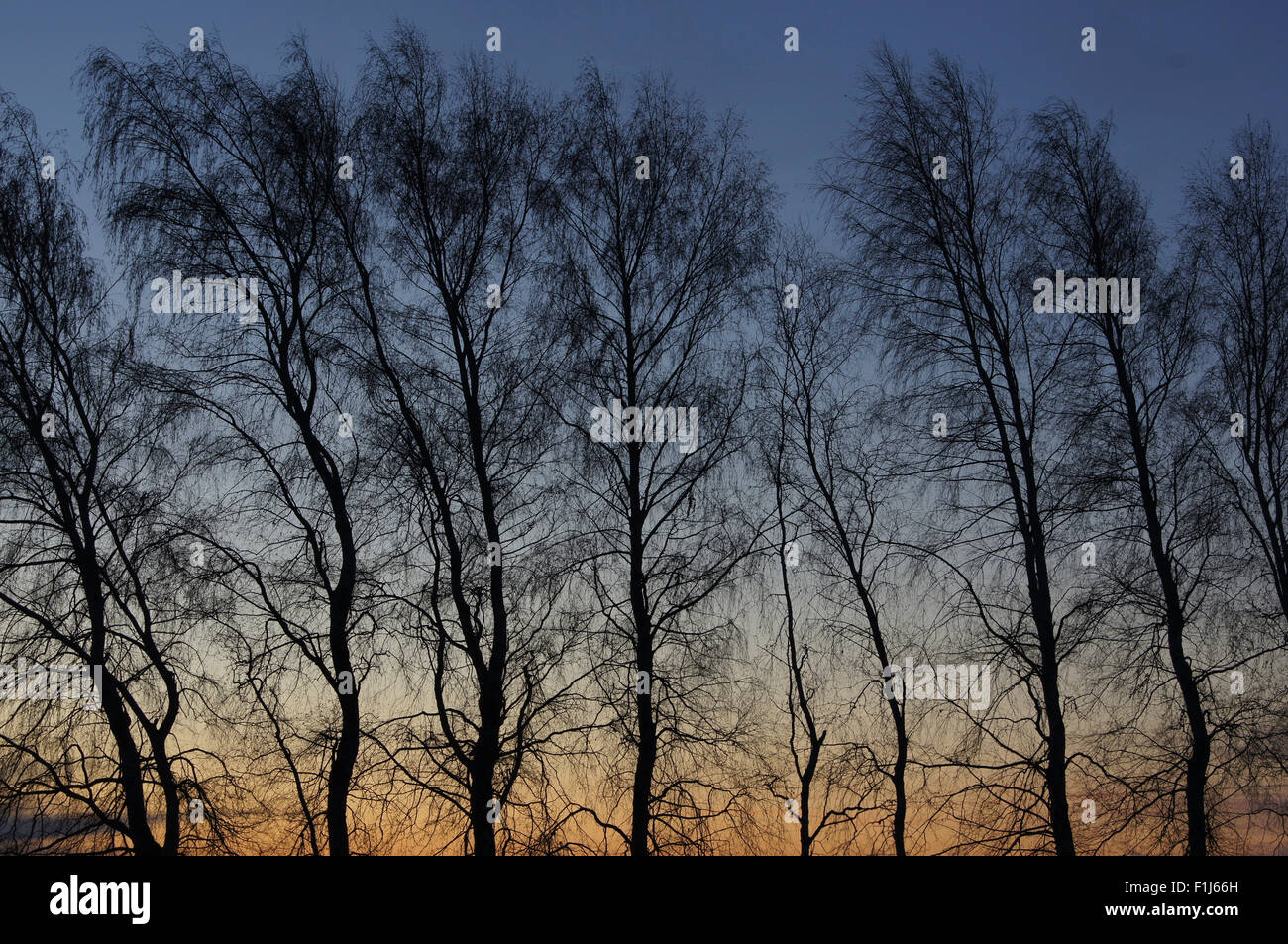 Alberi nudo di loro lascia prevedere una silhouette di rami e tronchi contro i colori dell'alba sky. Foto Stock