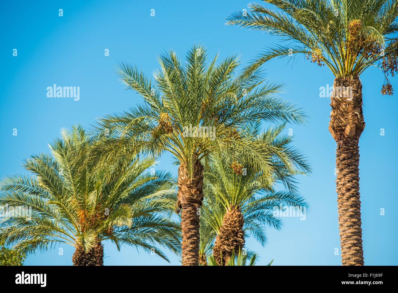 Palme oasi. Le palme sul cielo blu chiaro Foto Stock