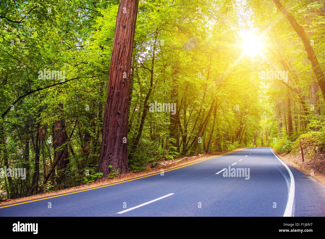 Scenic Sunny strada forestale. Estate viaggio panoramico attraverso la foresta verde. Foto Stock