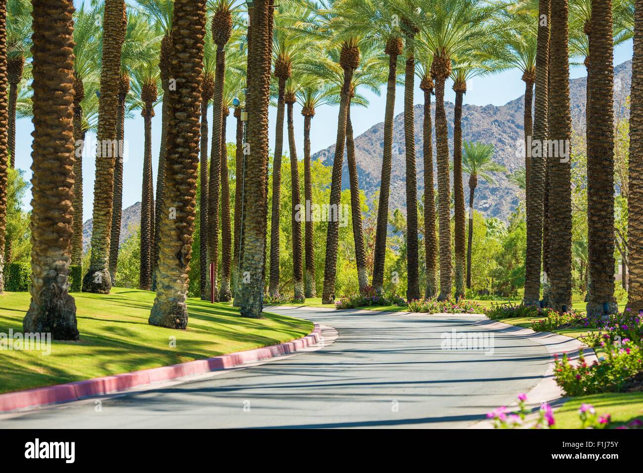Palm Springs Road, California, Stati Uniti. Alberi di palma. Foto Stock