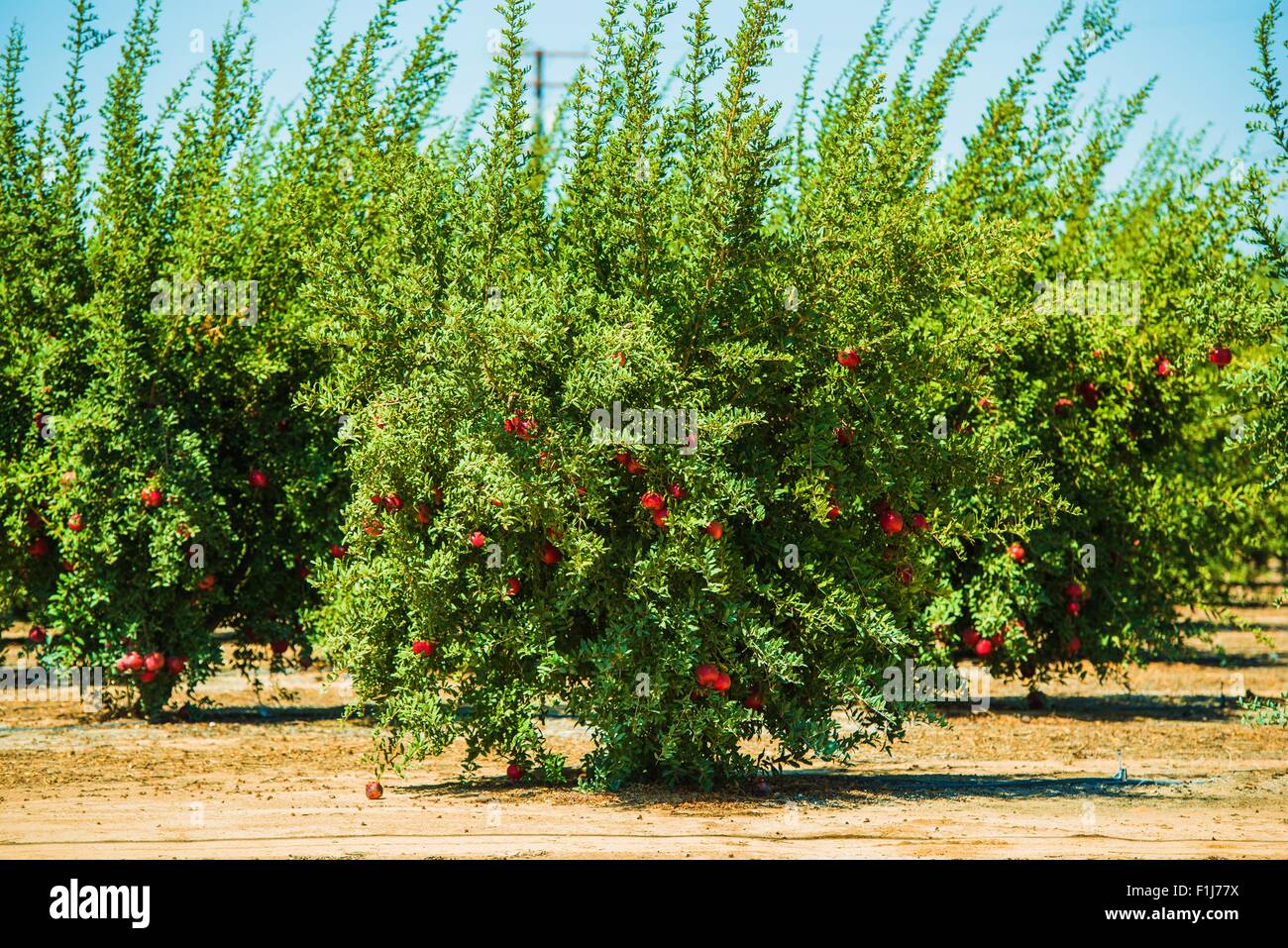 La coltivazione di melograno. Melograni con frutti in California, Stati  Uniti. Organici piantagione di melograno Foto stock - Alamy