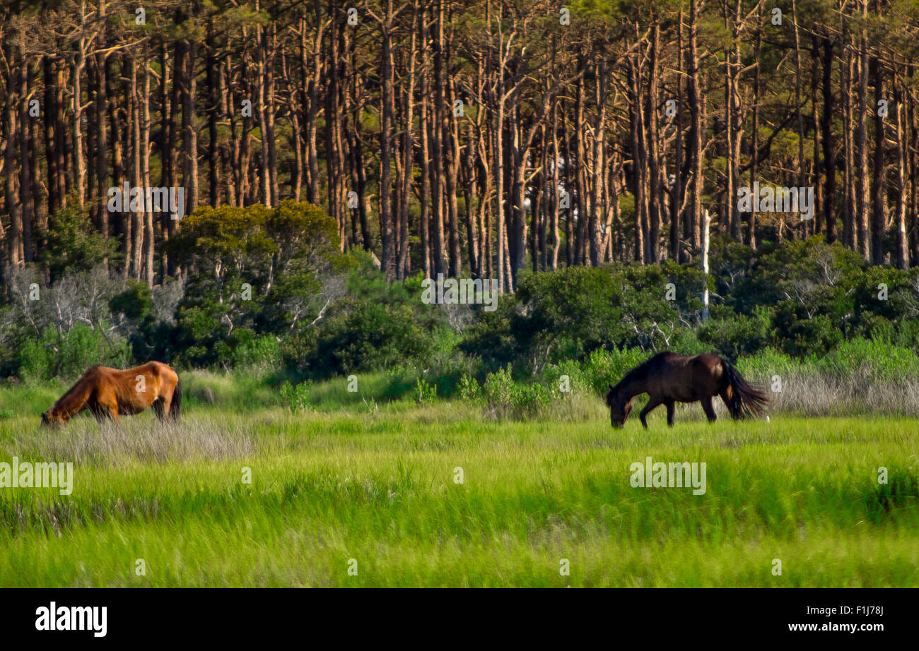 Cavalli selvatici al pascolo in una palude salata. Assateague Island National Park Foto Stock