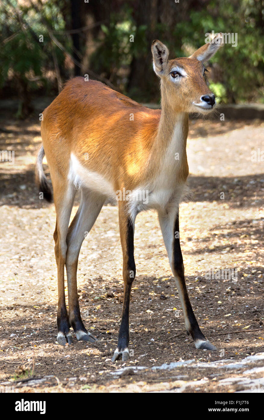 Red Deer hind in piedi in un campo Foto Stock