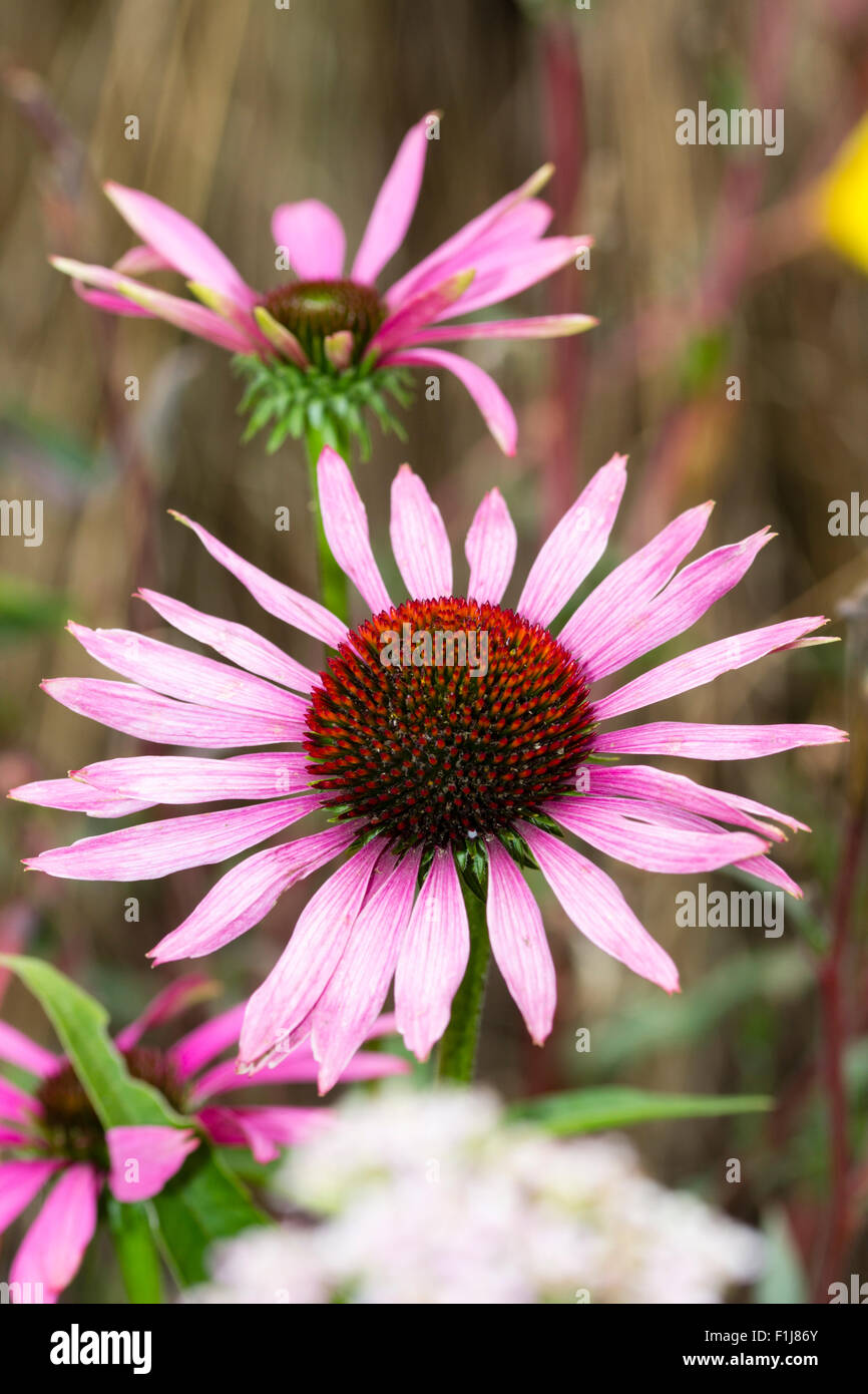Tarda estate fiori dell'ardito perenne coneflower. Echinacea purpurea Foto Stock