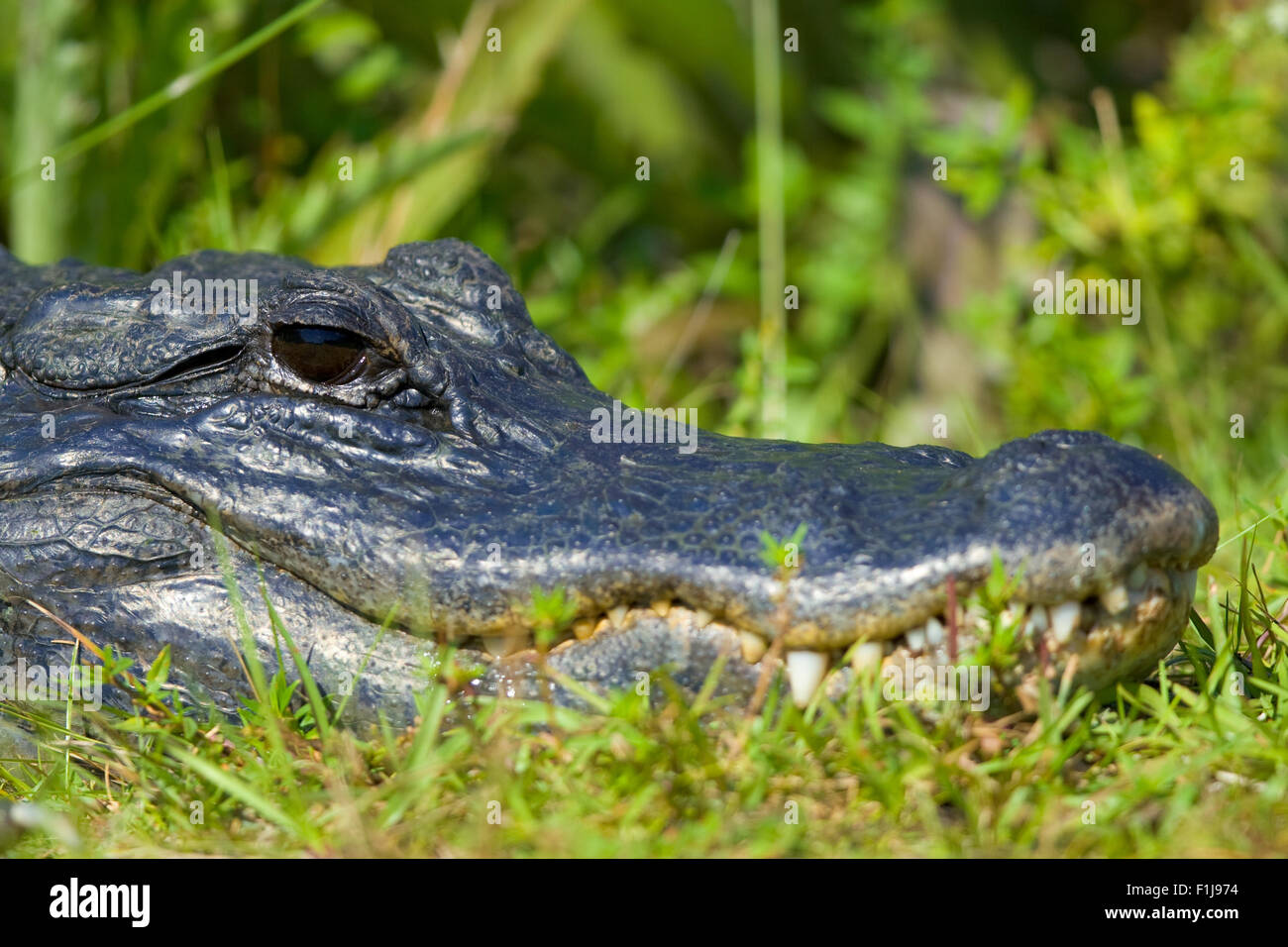 Close-up di occhio di un alligatore, Everglades National Park, Florida, Stati Uniti d'America Foto Stock