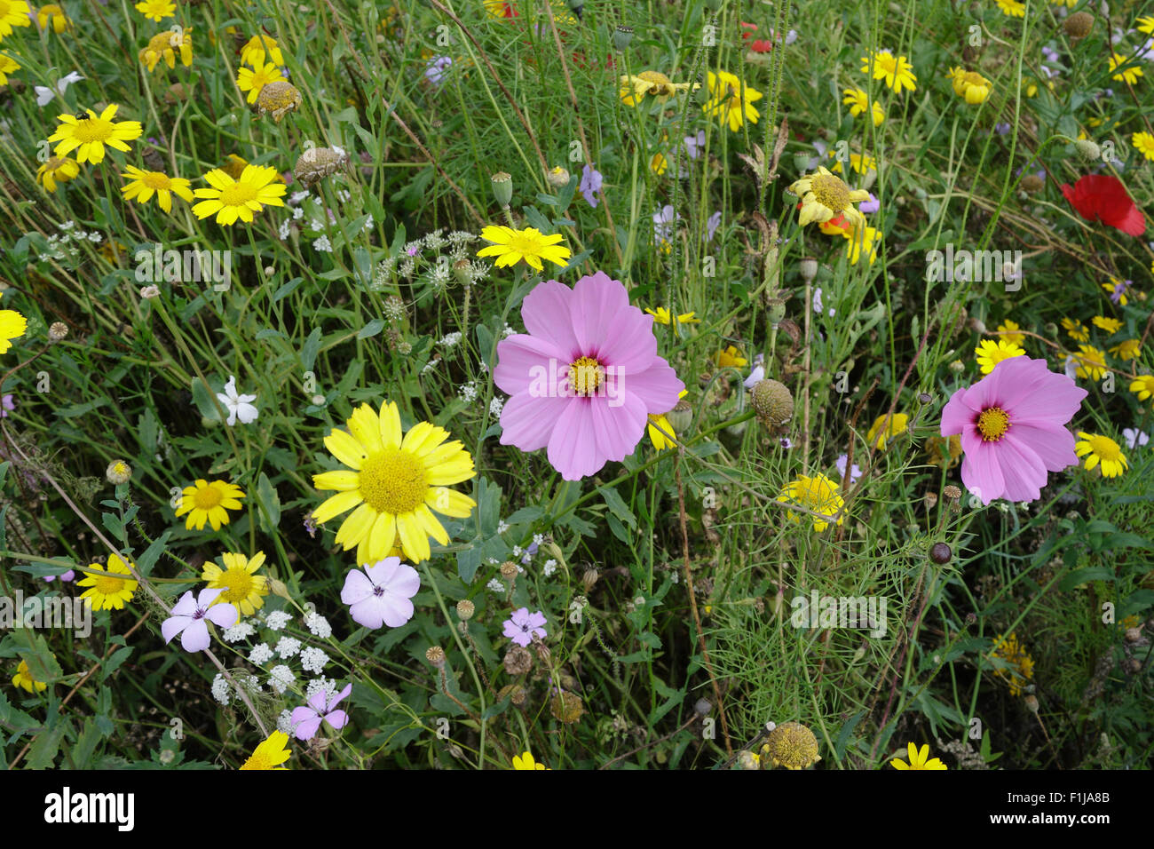 Wildflower Meadow in fiore. Millhouses Park Sheffield Inghilterra giardino sensoriale Pink Flower Cosmos bipinnatus, Garden Cosmos Mexican aster Foto Stock