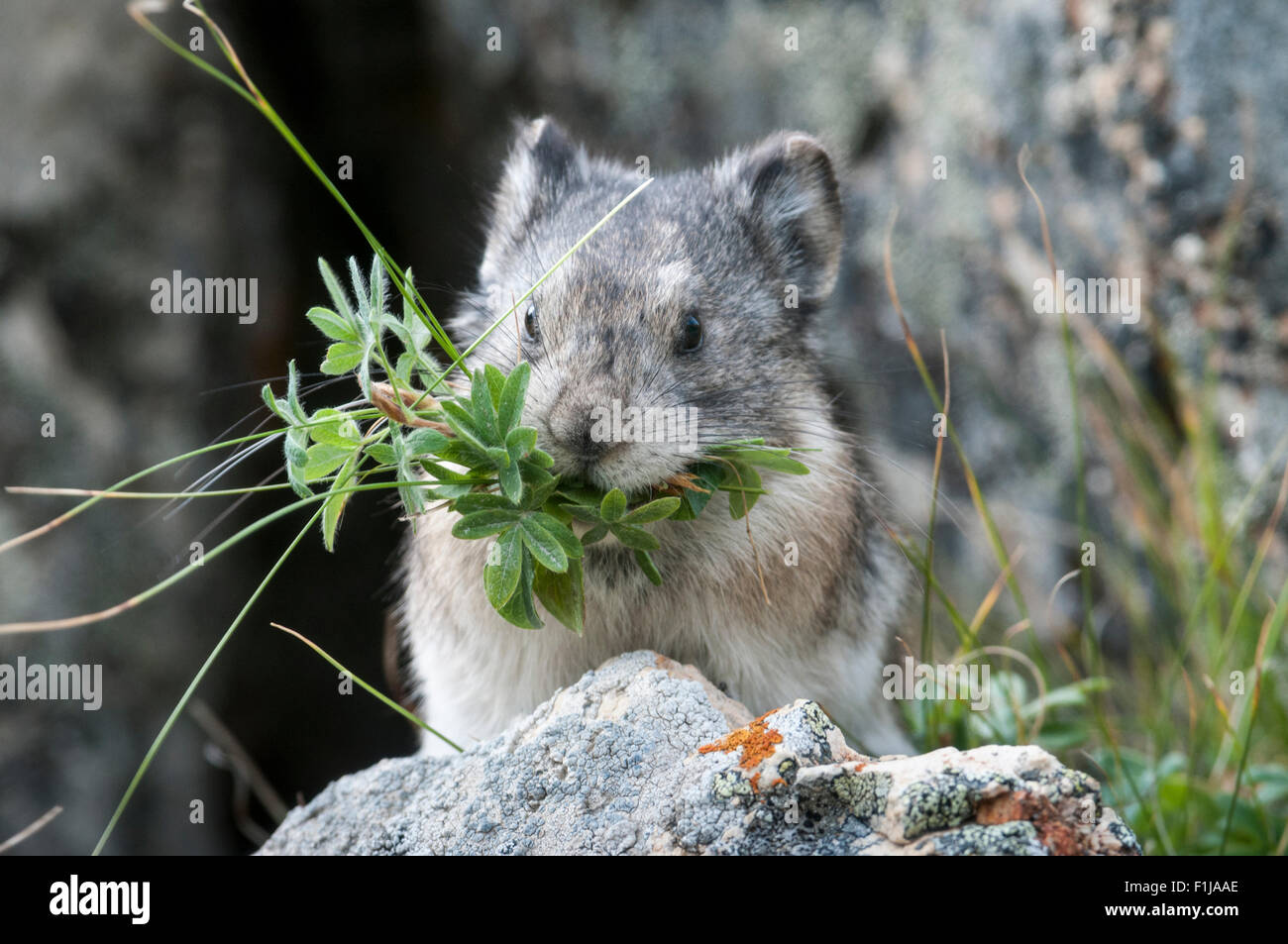 Acciuffato Pika (Ochotona collaris) è un piccolo lagomorfi che vive in campi di boulder nel Parco Nazionale di Denali, Alaska. Fare Pikas n. Foto Stock