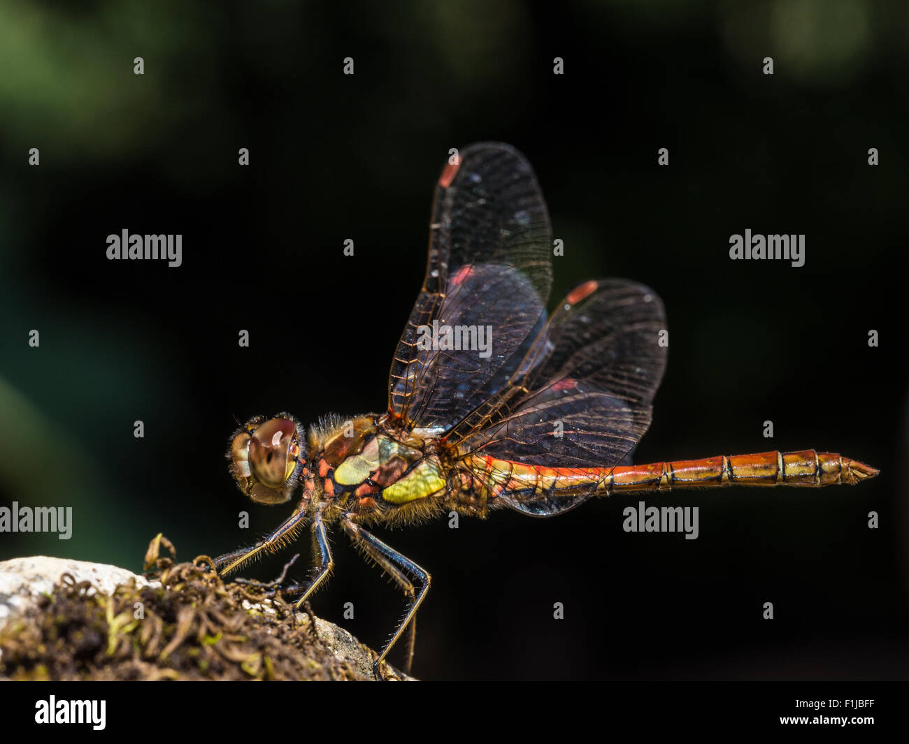 Una macro ritratto di un sympetrum striolatum Libellula Foto Stock