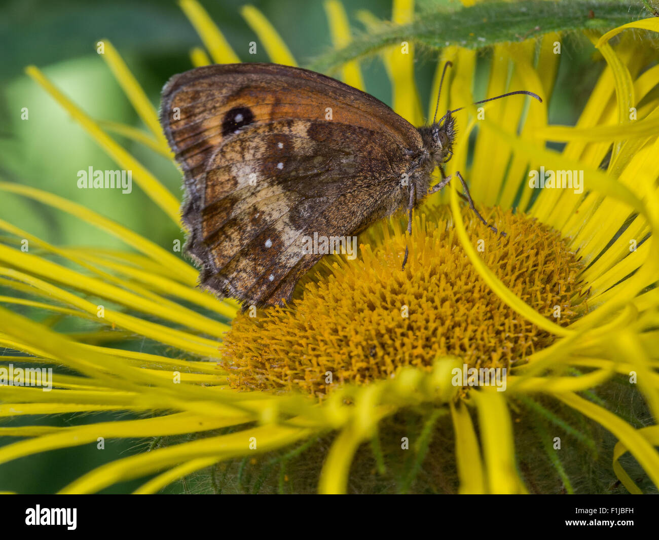 Un granuloso o legno Pararge Aegeria Butterfly succhiare un nettare di fiori Foto Stock