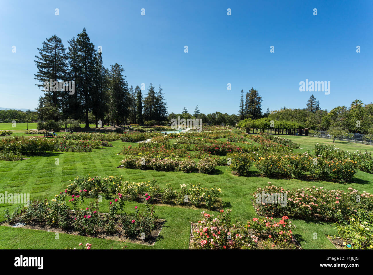 Municipal Rose Garden, San Jose, Silicon Valley Foto Stock