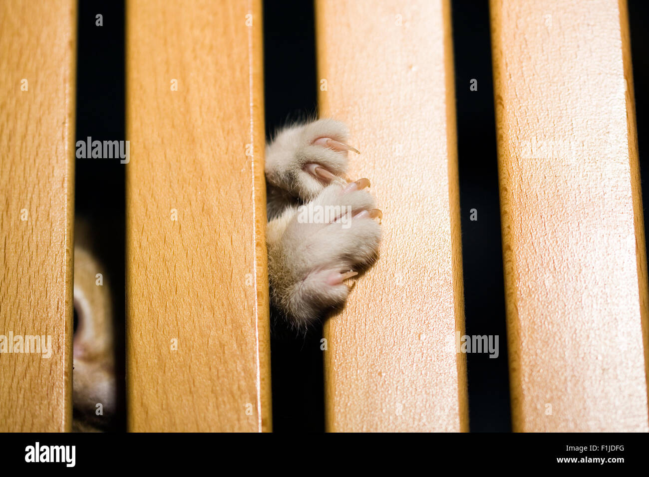 Gatto zampe con artigli estesa raggiungendo fuori da tra assicelle di legno Foto Stock