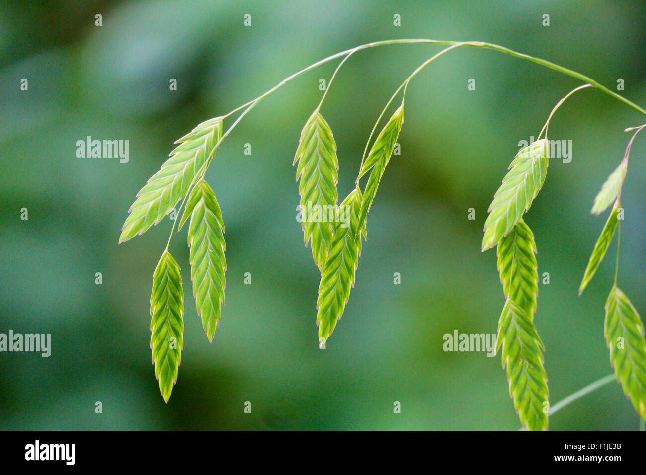 Mare del Nord di avena. Chasmanthium latifolium Foto Stock
