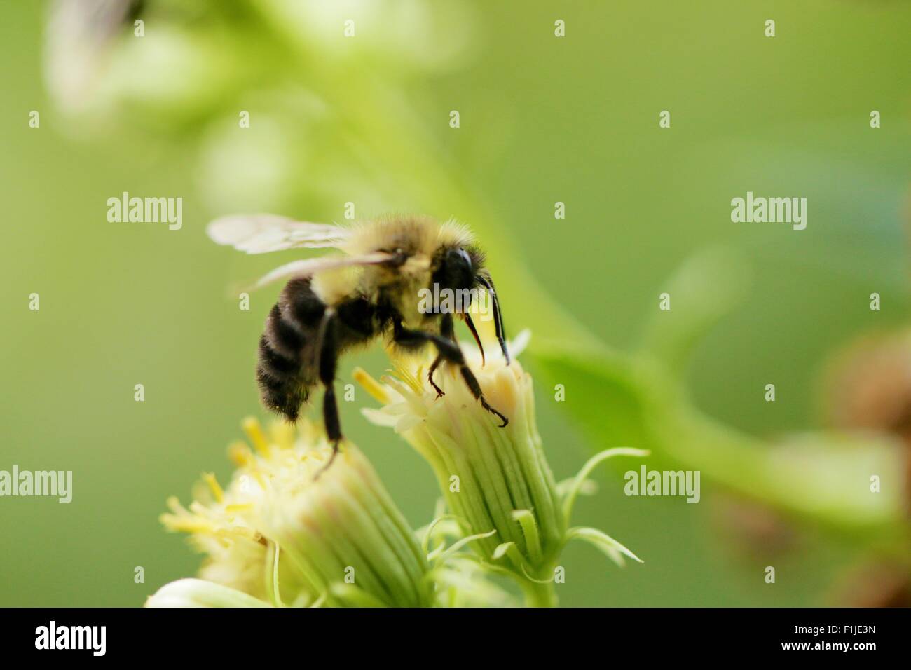 Bumble Bee su dolce fiore di piantana indiana. Foto Stock