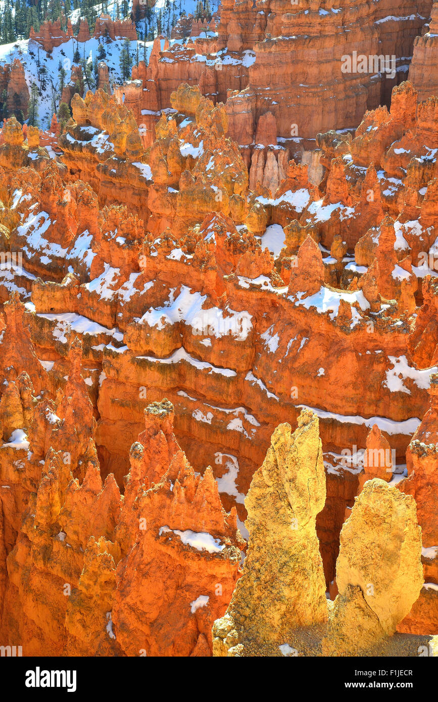 La luce del mattino sulla città silenziosa hoodoos come osservato da Rim Trail vicino al punto del tramonto si affacciano nel Parco Nazionale di Bryce Canyon dello Utah Foto Stock