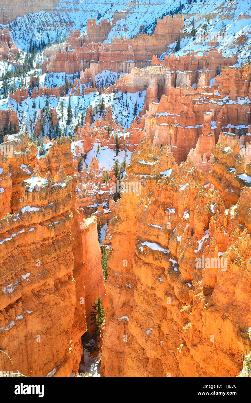 La luce del mattino sulla città silenziosa hoodoos come osservato da Rim Trail vicino al punto del tramonto si affacciano nel Parco Nazionale di Bryce Canyon dello Utah Foto Stock