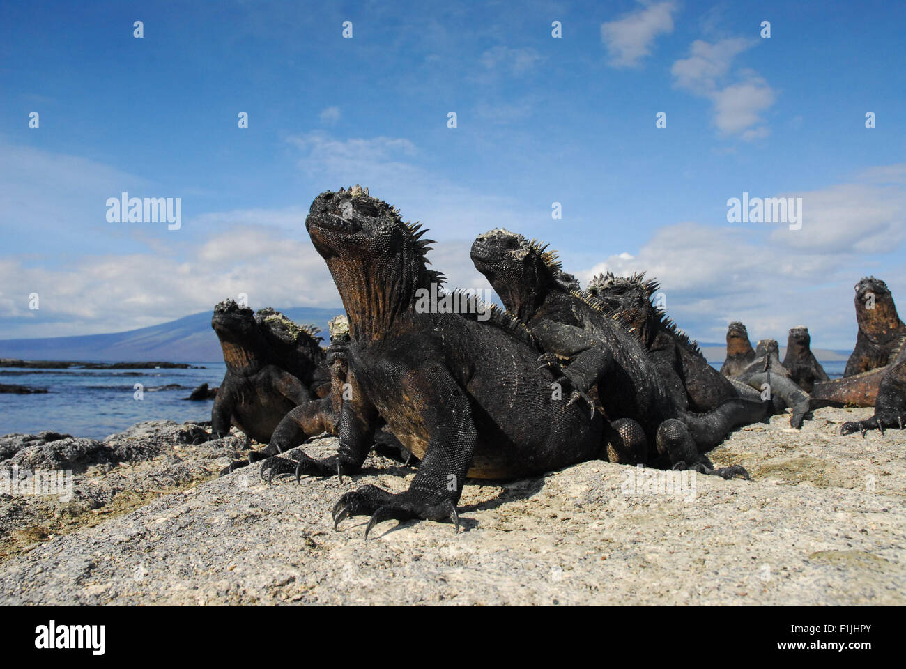 Grandi iguane marine Piggy-Back a prendere il sole - Isole Galapagos, Ecuador, Sud America Foto Stock