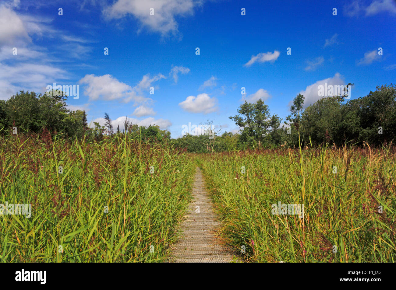 Una passerella attraverso canneti sulla bure paludi Riserva Naturale Nazionale vicino Woodbastwick, Norfolk, Inghilterra, Regno Unito. Foto Stock