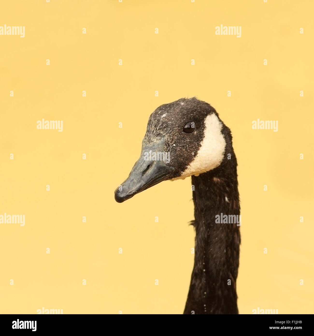 Ritratto di un arrabbiato goose su sfondo sfocato Foto Stock