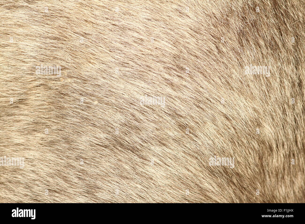 Texture di pelliccia grigia da un corto pelo pony Foto Stock