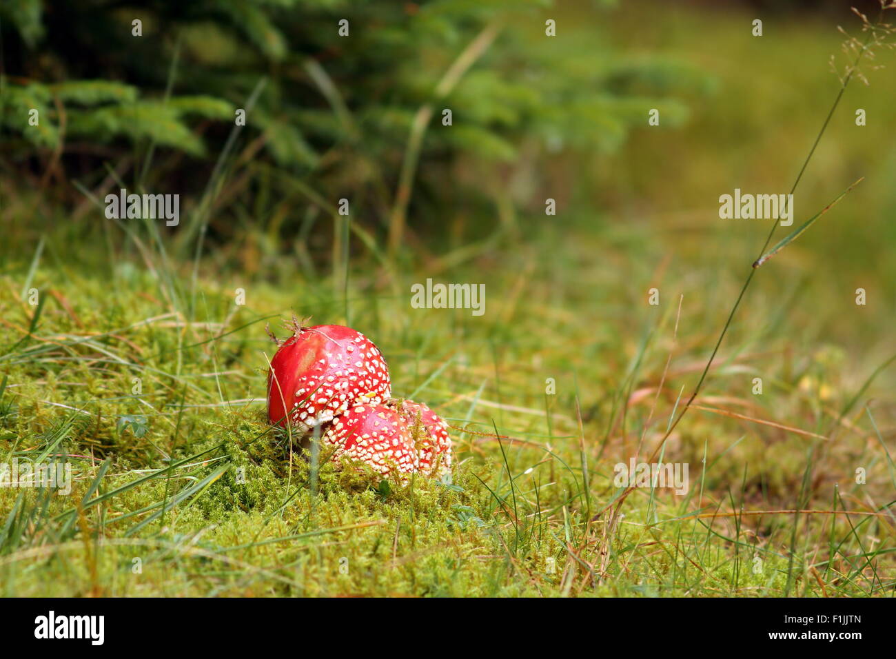 Bella rossa volare fungo amanita muscaria cresce allo stato selvatico Foto Stock
