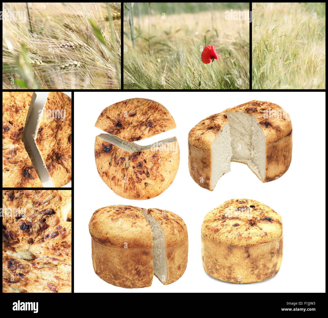 Collage con isolati rumeno tradizionale pane fatto in casa e campo di grano Foto Stock