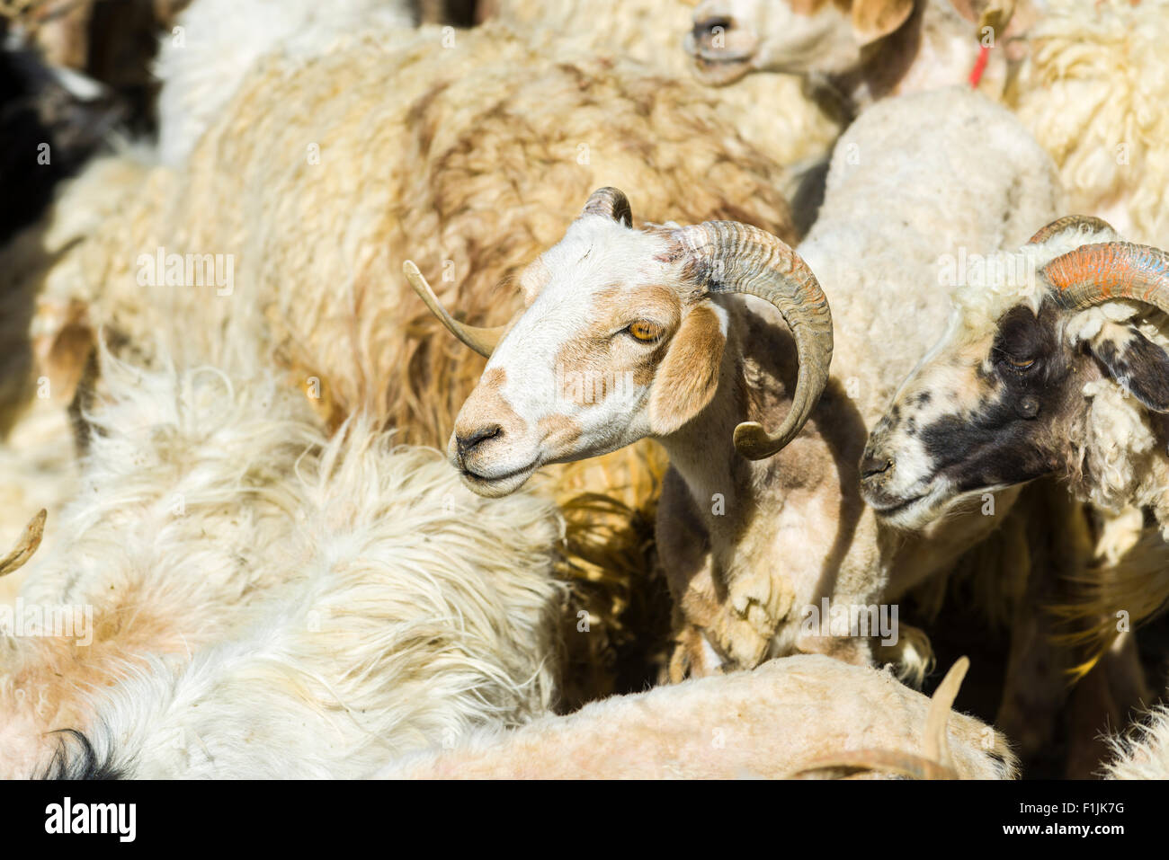 Capre Pashmina (Capra aegagrus hircus) sono tenute in un luogo di riparo per la mungitura e la tranciatura, Tso Moriri, area Changtang, Korzok Foto Stock