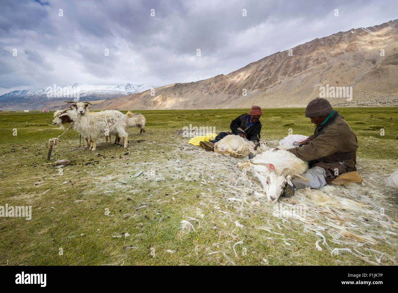 Due pastori nomadi sono la pettinatura il prezioso bene lana Pashmina Pashmina da capre (Capra aegagrus hircus), TSO Moriri Foto Stock