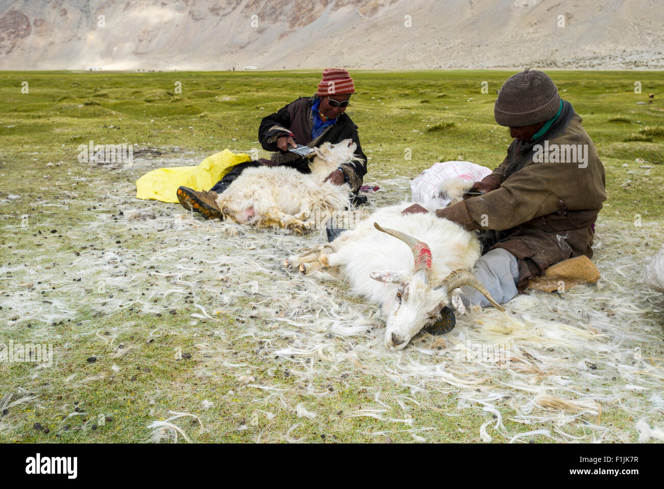Due pastori nomadi sono la pettinatura il prezioso bene lana Pashmina Pashmina da capre (Capra aegagrus hircus), TSO Moriri Foto Stock