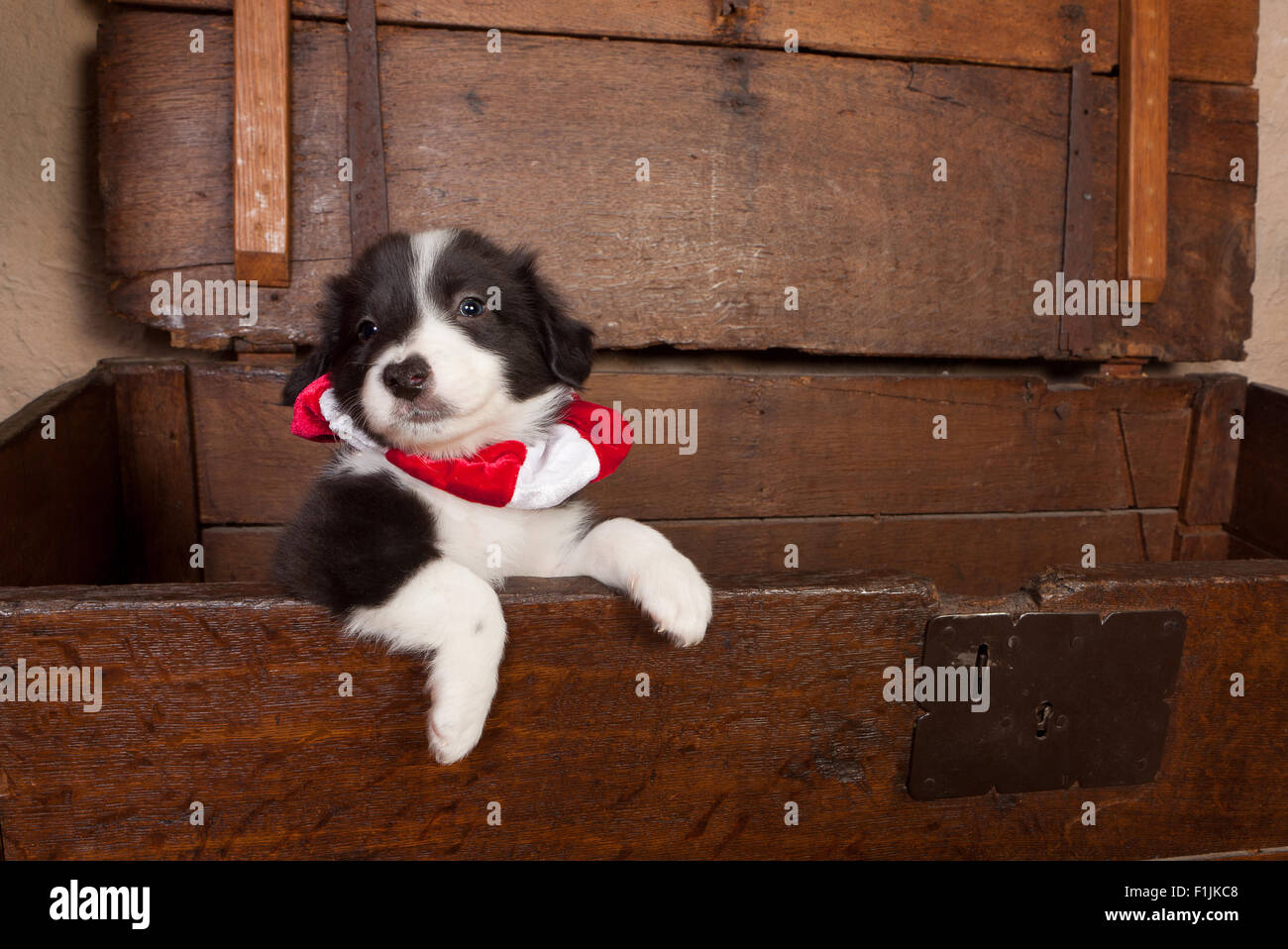 5 settimane di età Border Collie puppy in un antico petto che indossa un  collare di natale Foto stock - Alamy