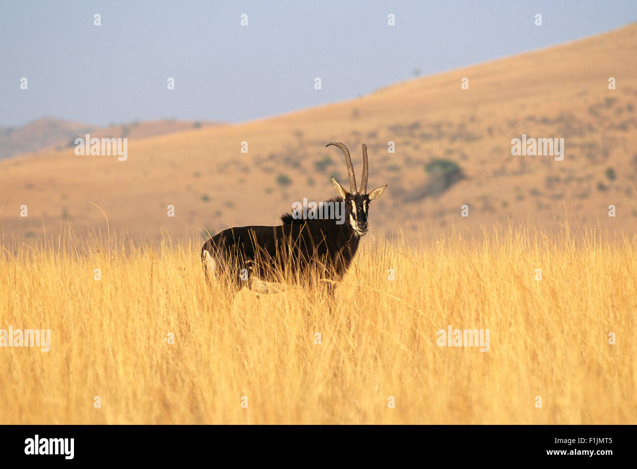 Sable Antelope in campo, nord ovest della Provincia del Sud Africa Foto Stock