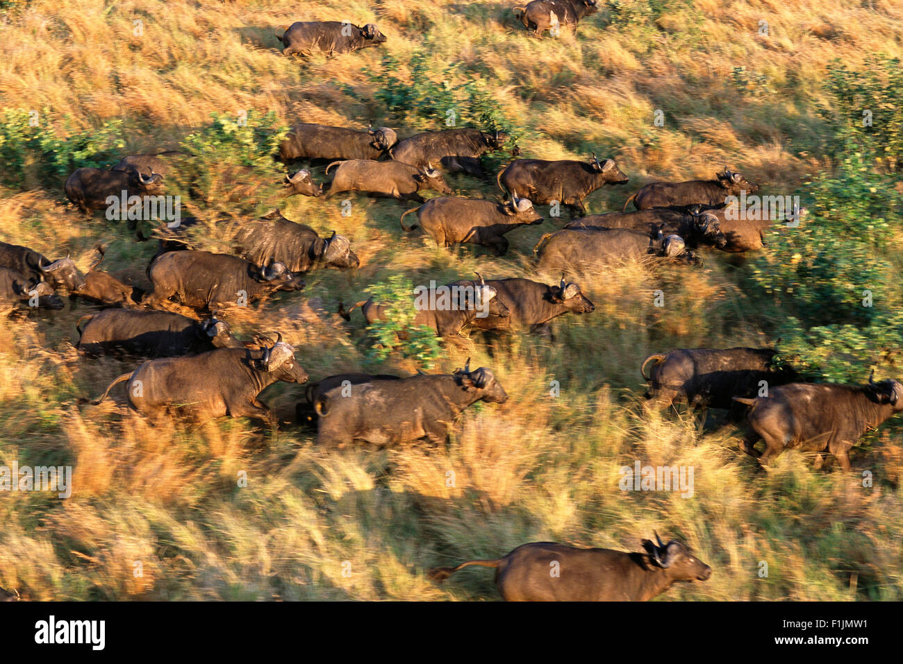 Vista aerea Buffalo mandria Parco Nazionale Kruger Mpumalanga, Sud Africa Foto Stock