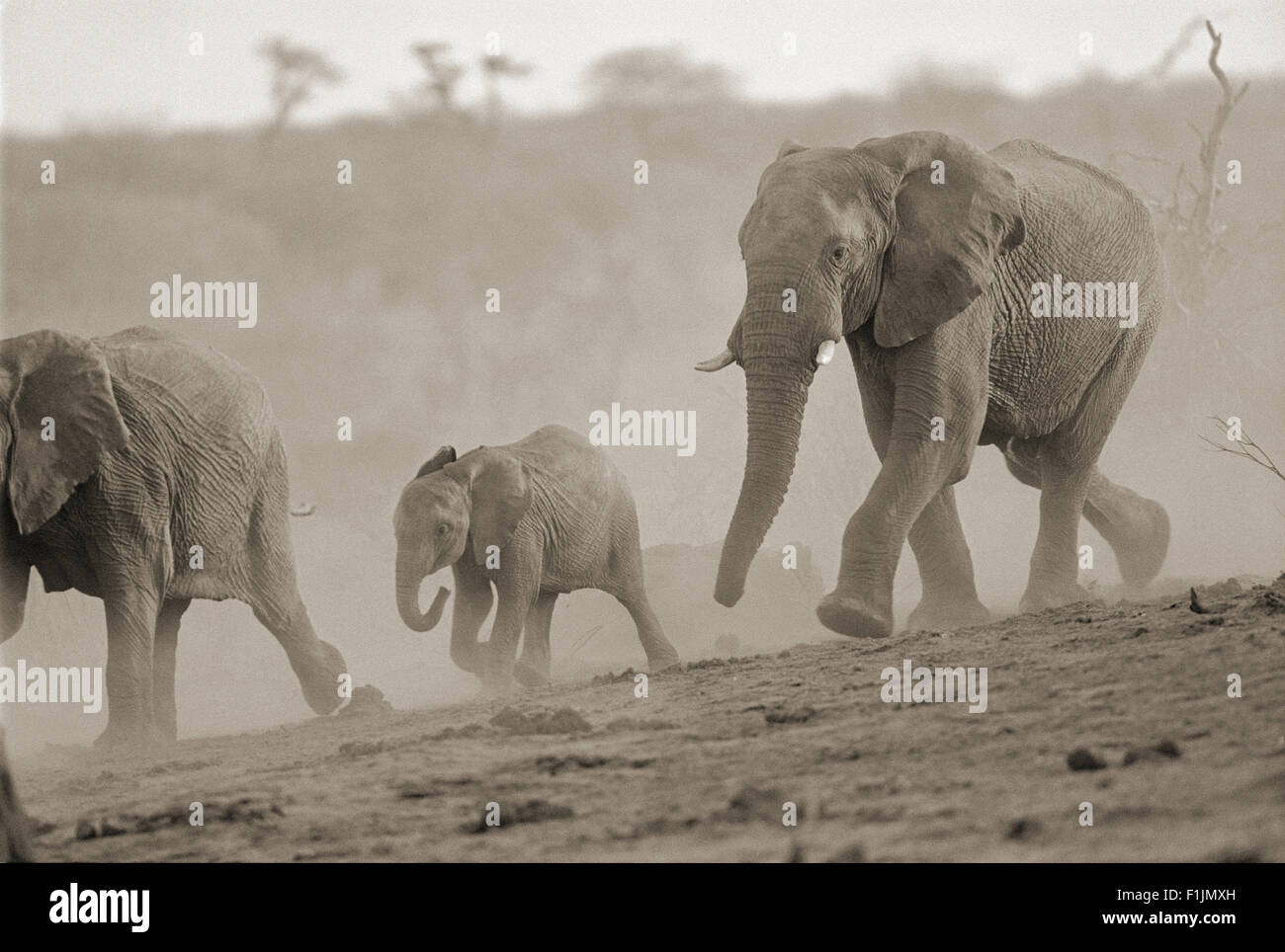 Tre elefanti in esecuzione, Africa Foto Stock