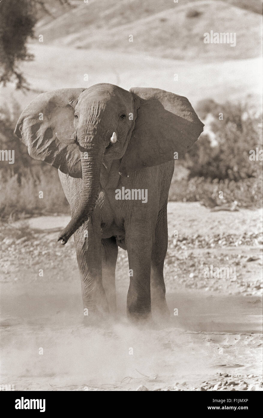 Ricarica di elefante, Africa Foto Stock
