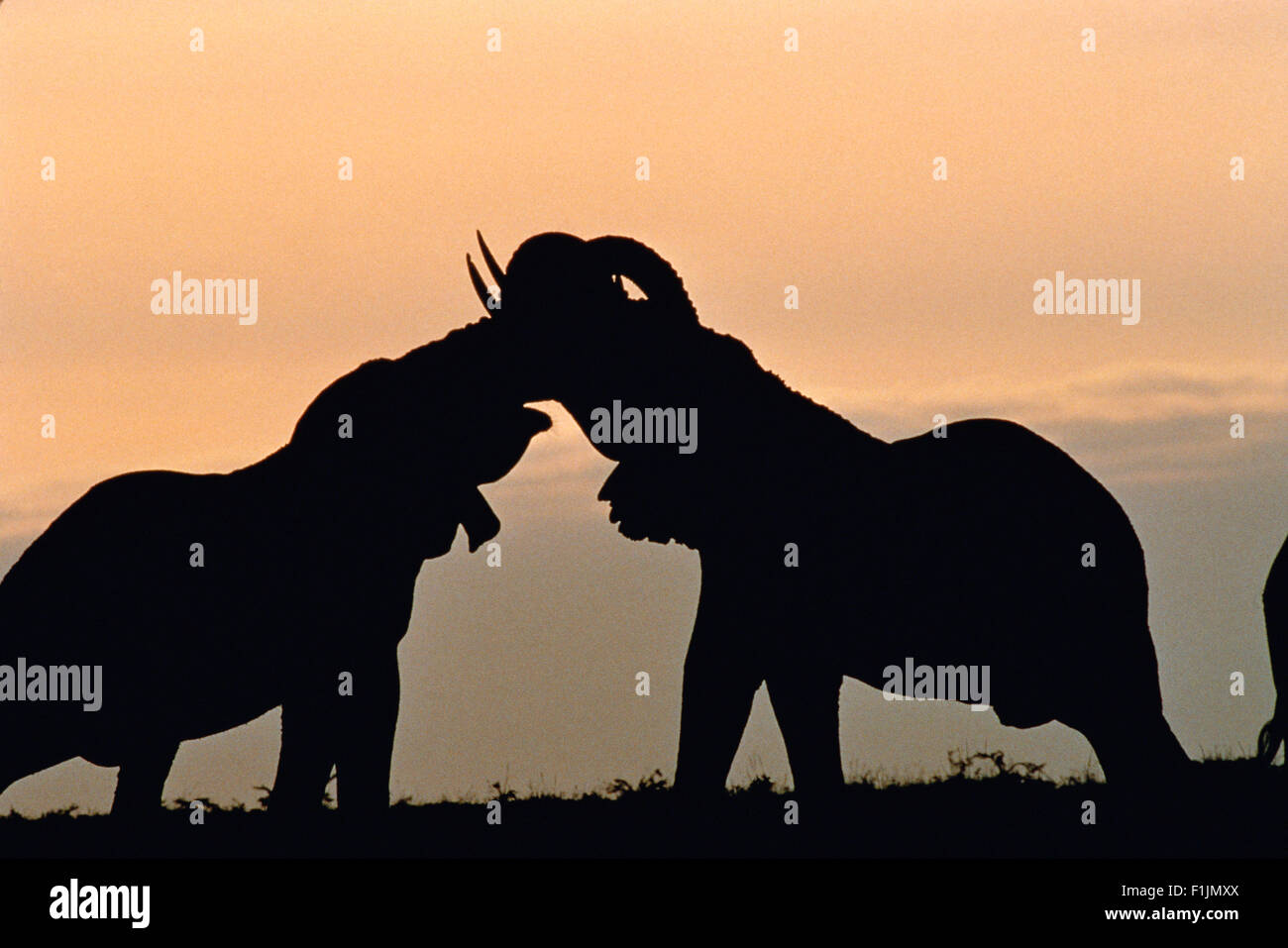 Silhouette di due elefanti tronco Wrestling Foto Stock