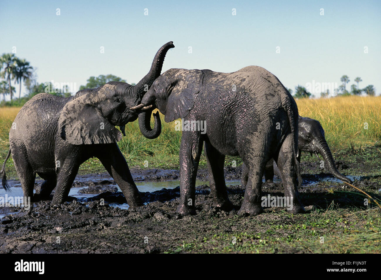 Gli elefanti giocare nel foro per l'acqua Okavango Delta, Botswana, Africa Foto Stock